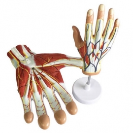 School Lab Human Hand Anatomy Models